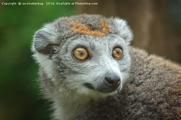 Female Crowned Lemur Picture Board by rawshutterbug 