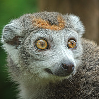 Buy canvas prints of Female Crowned Lemur by rawshutterbug 