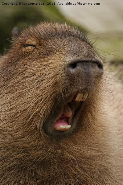 Yawning Capybara Picture Board by rawshutterbug 