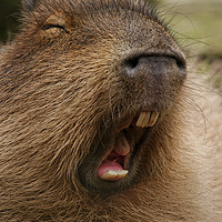 Buy canvas prints of Yawning Capybara by rawshutterbug 
