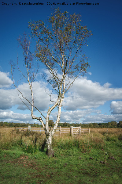 Chasewater Lone Tree Picture Board by rawshutterbug 