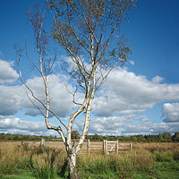 Buy canvas prints of Chasewater Lone Tree by rawshutterbug 