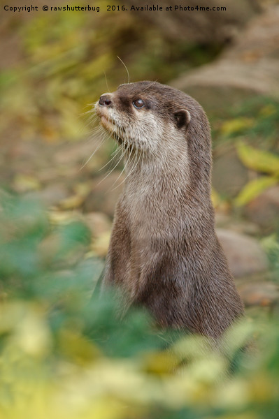 Otter Amongst Autumn Leaves Picture Board by rawshutterbug 