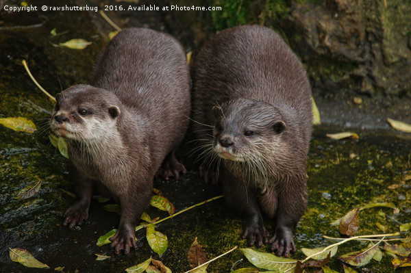 The Two Otters Picture Board by rawshutterbug 