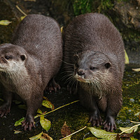 Buy canvas prints of The Two Otters by rawshutterbug 