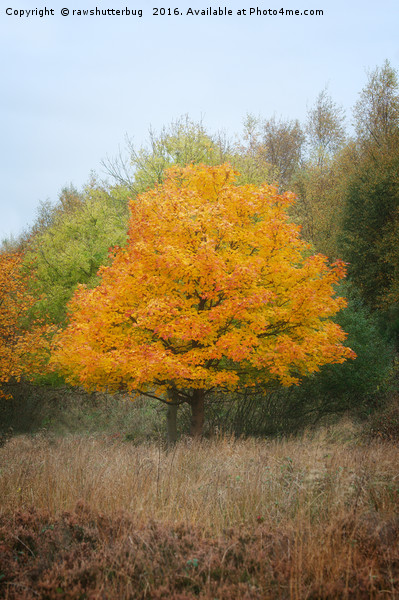 Chasewater Autumn Tree Picture Board by rawshutterbug 