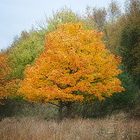 Buy canvas prints of Chasewater Autumn Tree by rawshutterbug 