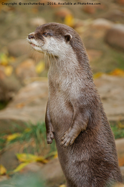 Otter Standing Tall Picture Board by rawshutterbug 