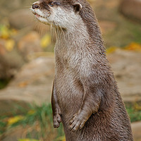 Buy canvas prints of Otter Standing Tall by rawshutterbug 