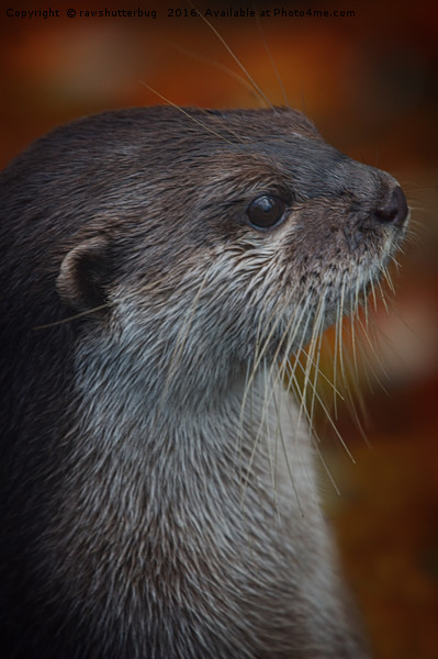 Otter Profile Picture Board by rawshutterbug 