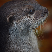 Buy canvas prints of Otter Profile by rawshutterbug 