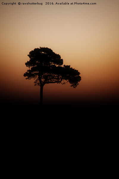 Lone Tree Sunrise Picture Board by rawshutterbug 