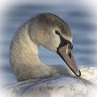 Buy canvas prints of  Beautiful Swan by rawshutterbug 