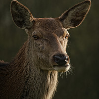 Buy canvas prints of Portrait Of A Wild Red Deer by rawshutterbug 