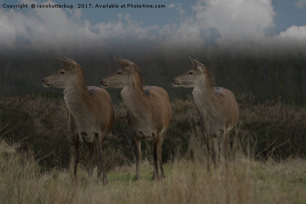 Three Red Deer Picture Board by rawshutterbug 