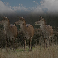 Buy canvas prints of Three Red Deer by rawshutterbug 
