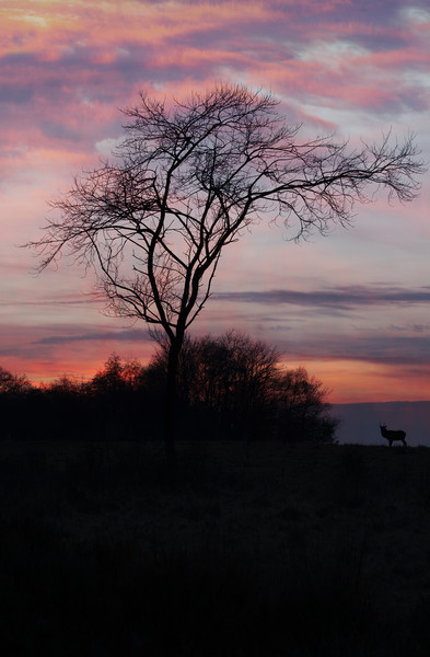 A Buck At Sunset Picture Board by rawshutterbug 