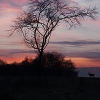 Buy canvas prints of A Buck At Sunset by rawshutterbug 