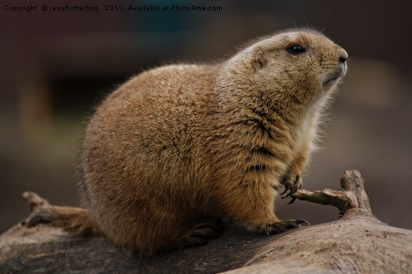 Black-Tailed Prairie Dog On A Tree Trunk Picture Board by rawshutterbug 