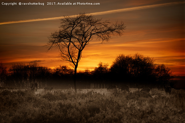 A Herd Of Red Deer At Sunset Picture Board by rawshutterbug 