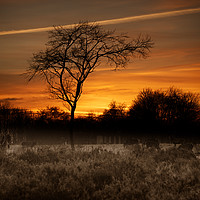Buy canvas prints of A Herd Of Red Deer At Sunset by rawshutterbug 