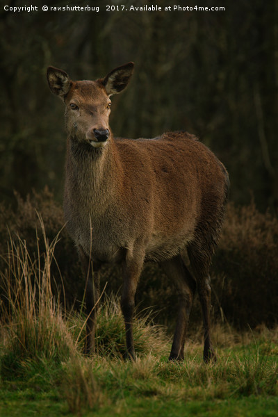 Wild Red Deer Picture Board by rawshutterbug 