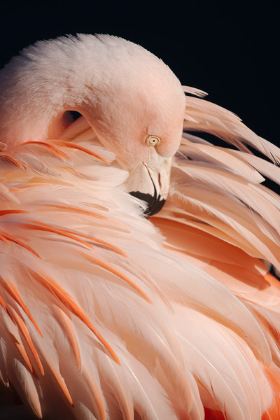 Portrait Of A Flamingo Picture Board by rawshutterbug 