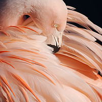 Buy canvas prints of Portrait Of A Flamingo by rawshutterbug 