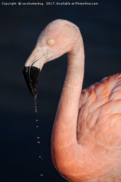 Flamingo After Emerging From The Water Picture Board by rawshutterbug 