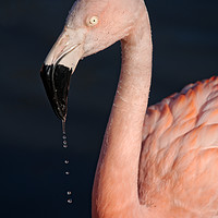 Buy canvas prints of Flamingo After Emerging From The Water by rawshutterbug 