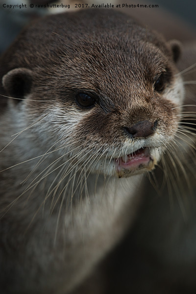 Otterly Sweet Face Picture Board by rawshutterbug 