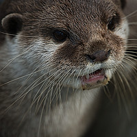 Buy canvas prints of Otterly Sweet Face by rawshutterbug 
