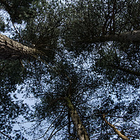 Buy canvas prints of Pine Tree Treetops by rawshutterbug 