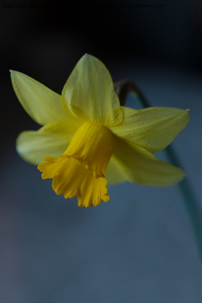 Daffodil Picture Board by rawshutterbug 