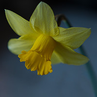 Buy canvas prints of Daffodil by rawshutterbug 