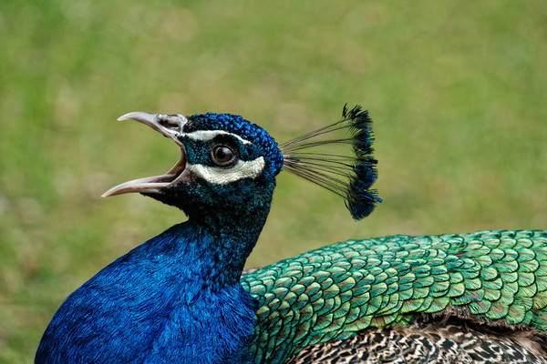Peacock Mating Call Picture Board by rawshutterbug 