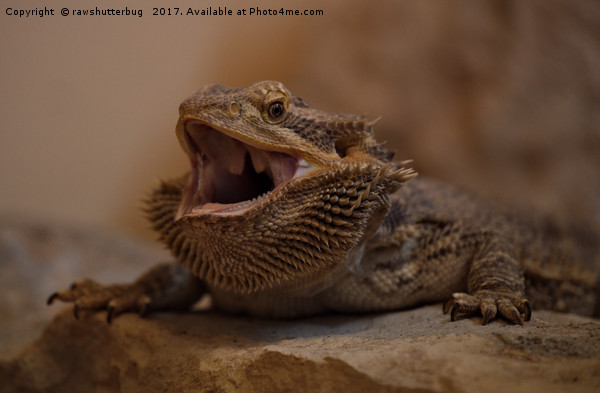 Hissing Bearded Dragon Picture Board by rawshutterbug 