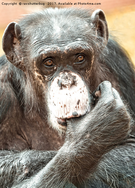 Thumb Sucking Chimpanzee Picture Board by rawshutterbug 