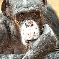 Buy canvas prints of Thumb Sucking Chimpanzee by rawshutterbug 