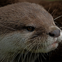 Buy canvas prints of Otter by rawshutterbug 
