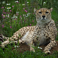 Buy canvas prints of Cheetah Amidst Spring Flowers by rawshutterbug 