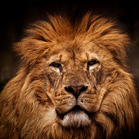 Buy canvas prints of Lion Portrait by rawshutterbug 