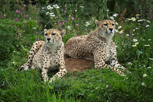 Resting Cheetahs Picture Board by rawshutterbug 