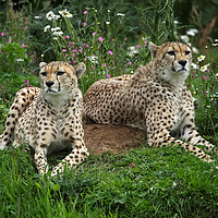 Buy canvas prints of Resting Cheetahs by rawshutterbug 