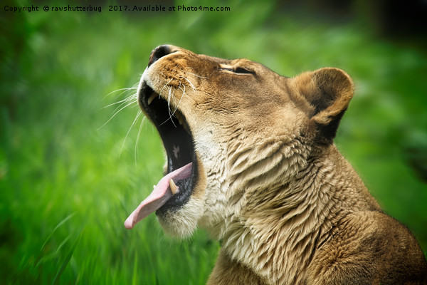 Yawning Lioness Picture Board by rawshutterbug 