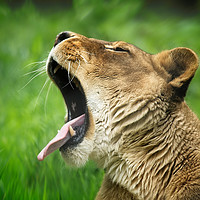 Buy canvas prints of Yawning Lioness by rawshutterbug 