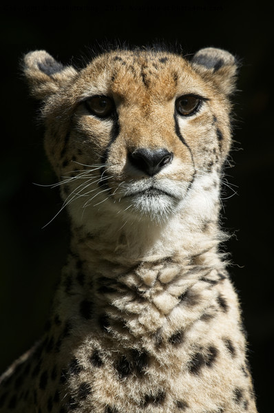 Cheetah Portrait Picture Board by rawshutterbug 