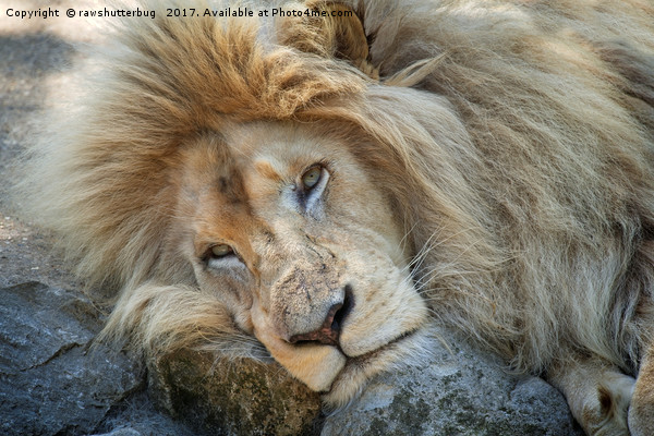 Resting Lion Picture Board by rawshutterbug 