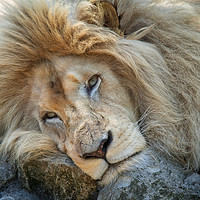 Buy canvas prints of Resting Lion by rawshutterbug 