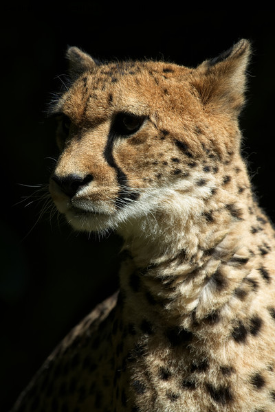 Cheetah Picture Board by rawshutterbug 
